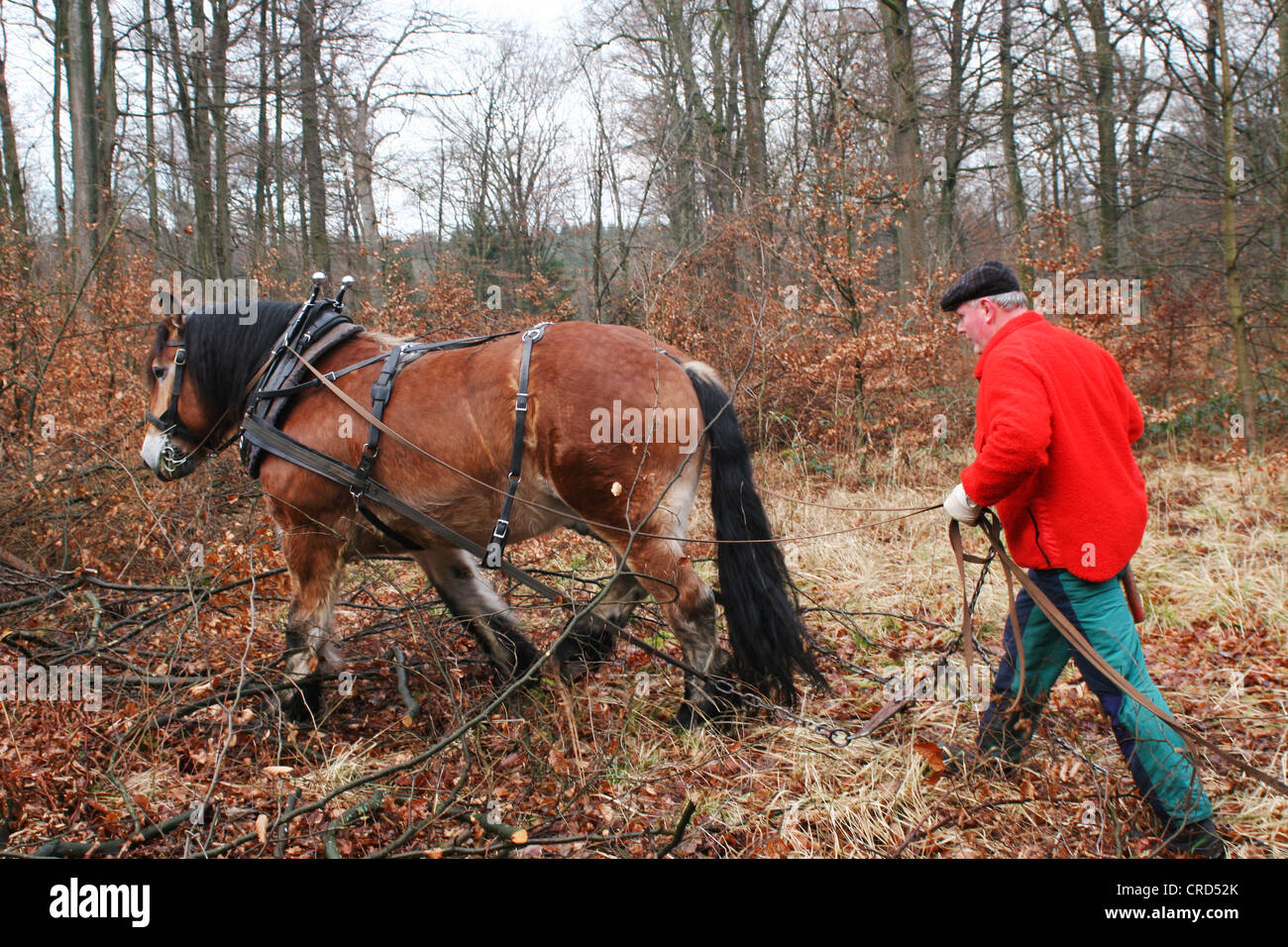 Projet de Westphalie Rheinish Cheval (Equus przewalskii f. caballus), projet de cheval dans une forêt, Allemagne, Rhénanie du Nord-Westphalie Banque D'Images