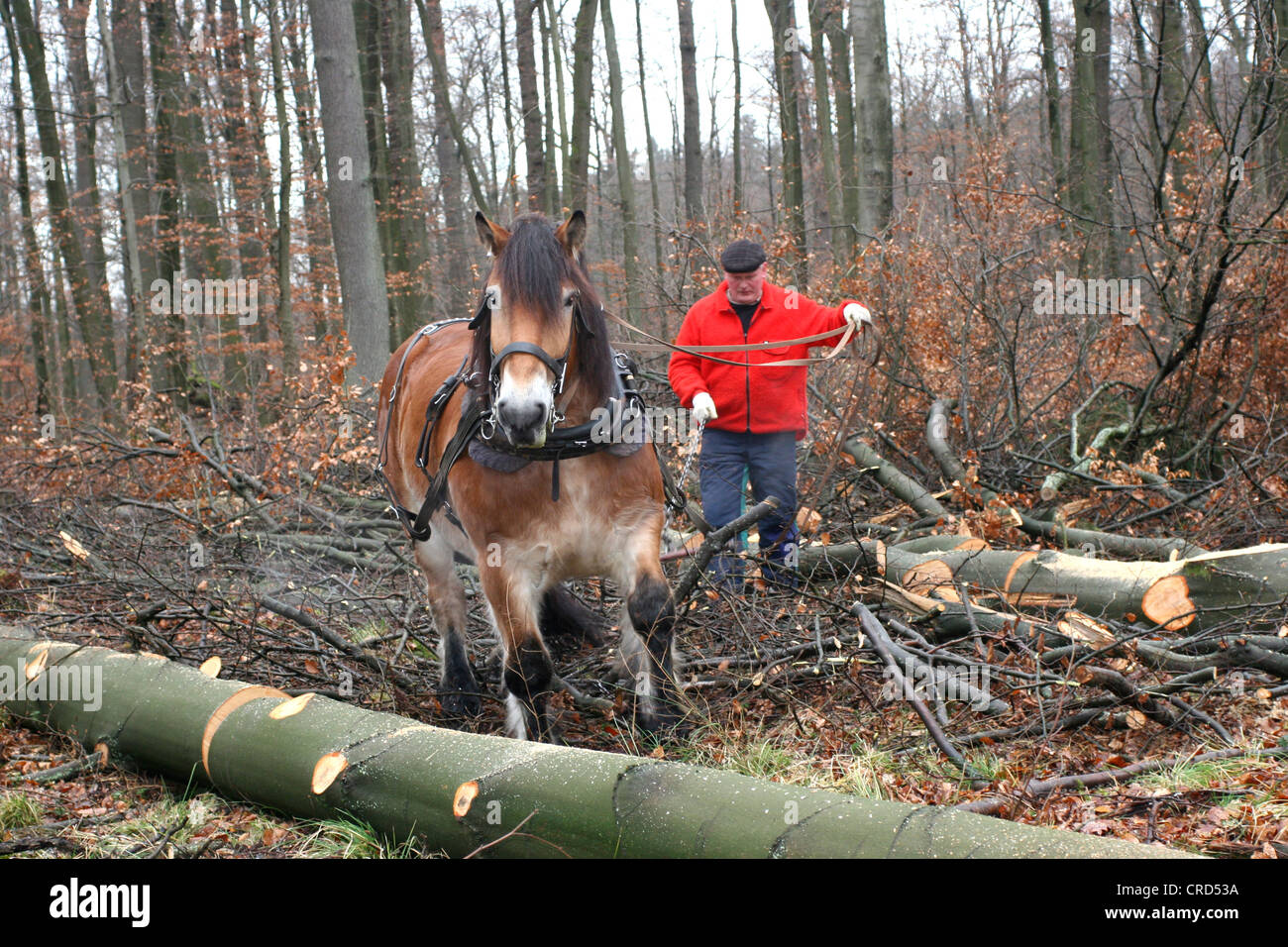 Projet de Westphalie Rheinish Cheval (Equus przewalskii f. caballus), projet de cheval dans une forêt, Allemagne, Rhénanie du Nord-Westphalie Banque D'Images
