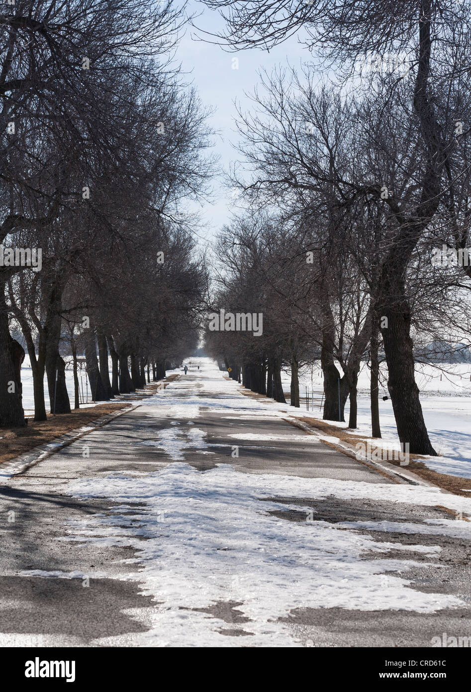 Ash Lane à la fin de l'hiver. La neige couvre encore des portions de cette route ombragée de cendres. Les frênes peuvent ne pas survivre à l'Agrile du frêne Banque D'Images