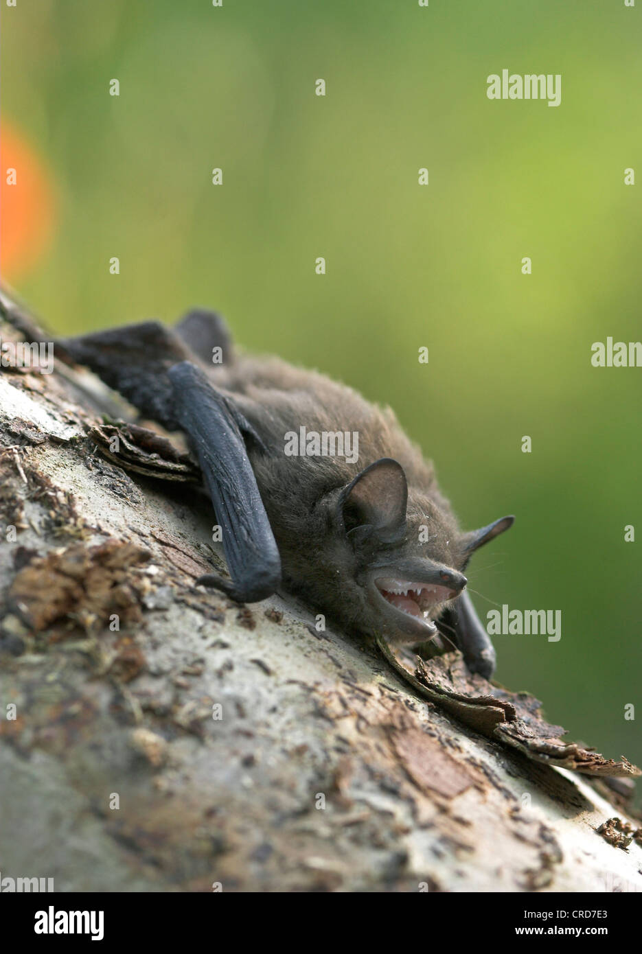 Pipistrelle commune (Pipistrellus pipistrellus), au tronc de l'arbre Banque D'Images