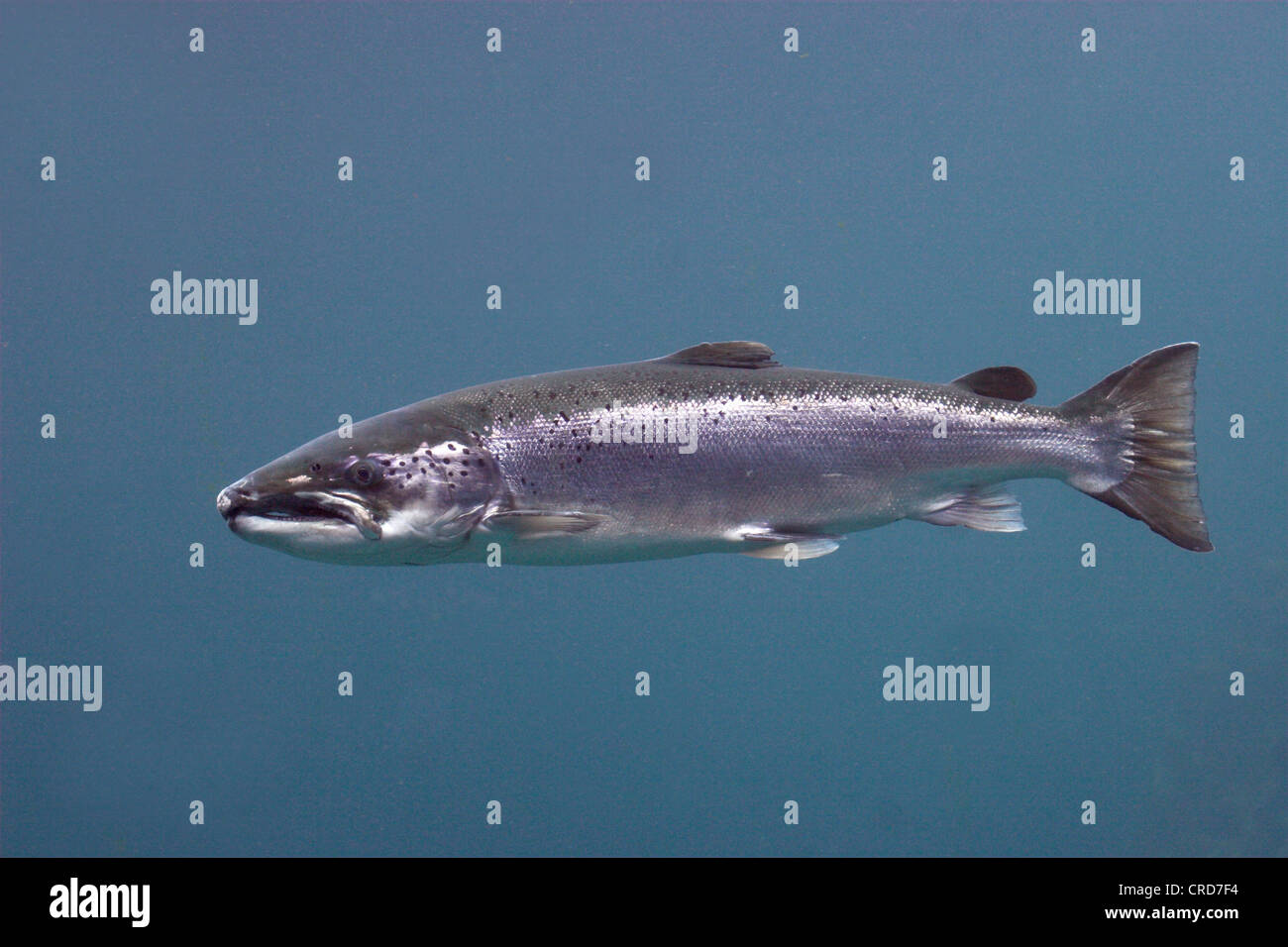 Saumon Atlantique Population Du Lac In U S Canada Lac Ouananiche Saumon Atlantique Ouananiche Saumon Sebago Salmo Salar Seule Personne Photo Stock Alamy Saumon Atlantique Population Du Lac In U S Canada Lac Ouananiche Saumon Atlantique Ouananiche Saumon Sebago Salmo Salar Seule Personne Photo Stock Alamy