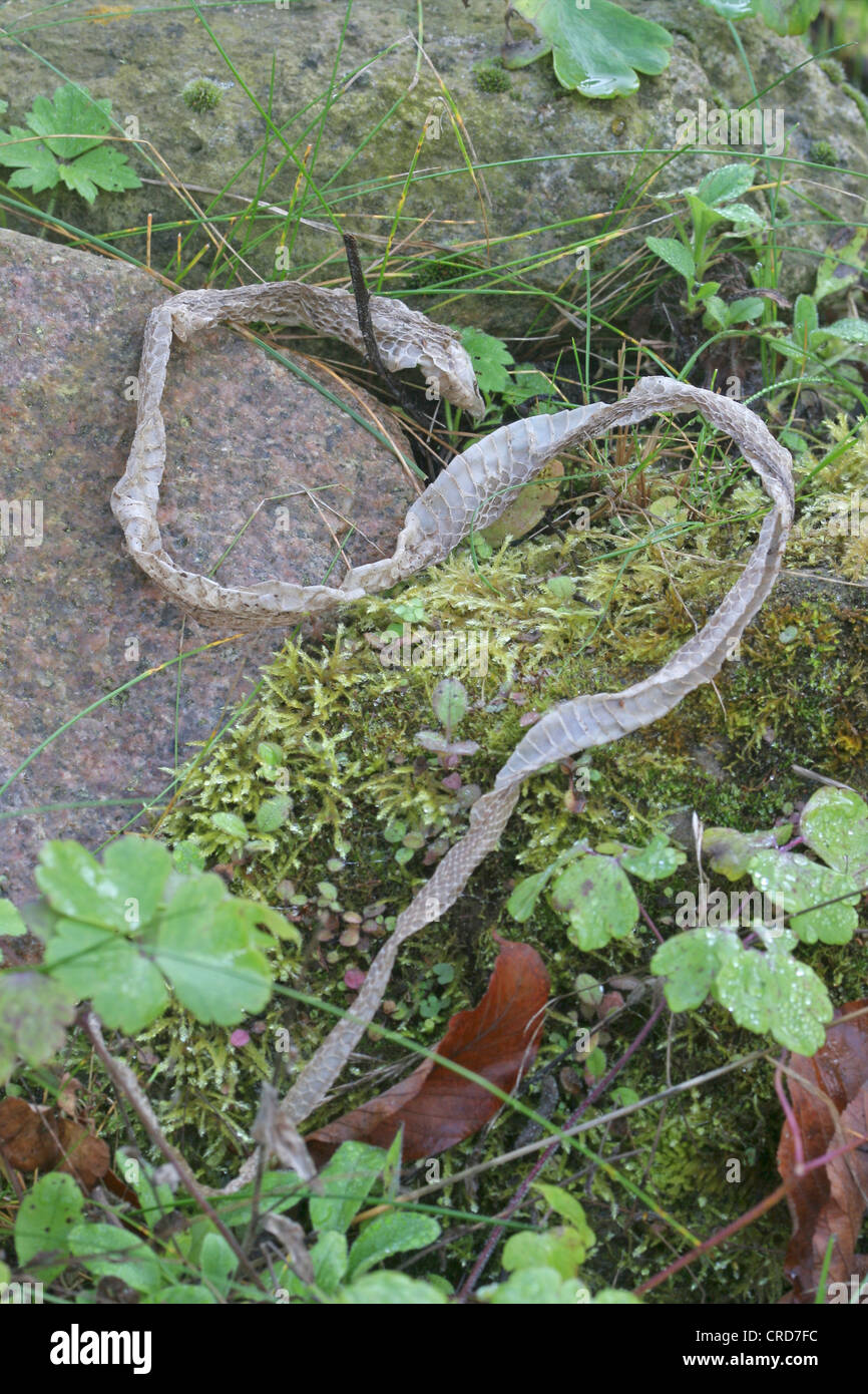 Couleuvre à collier (Natrix natrix), skining, snake slough Banque D'Images