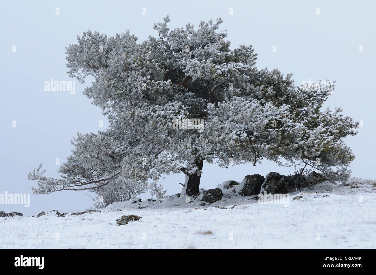 Le pin sylvestre (Pinus sylvestris) en paysage d'hiver Banque D'Images