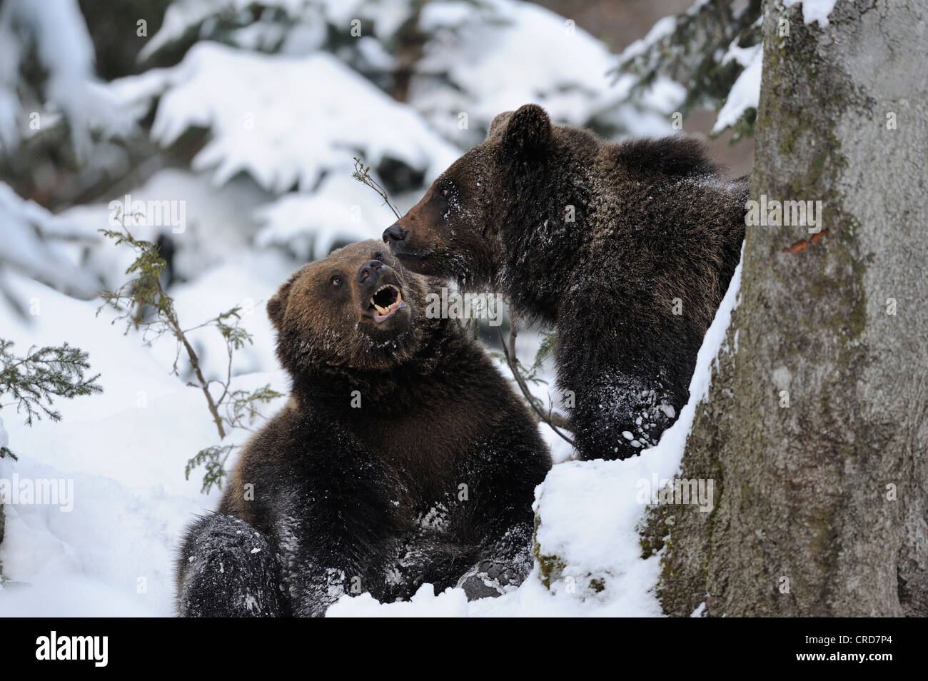 Deux ours bruns d'Europe (Ursus arctos arctos) dans la neige Banque D'Images