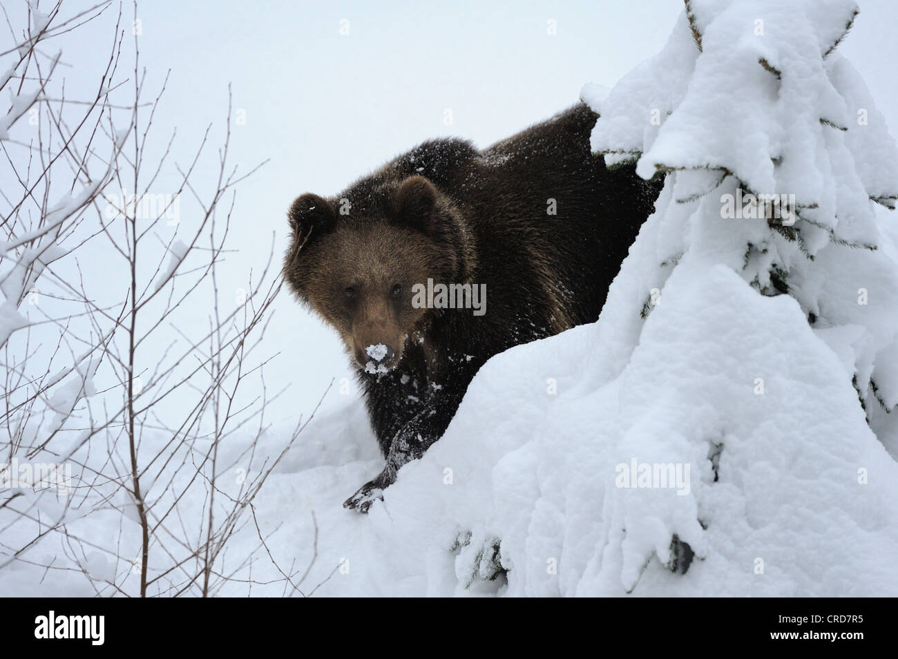 L'ours brun (Ursus arctos arctos) dans la neige Banque D'Images