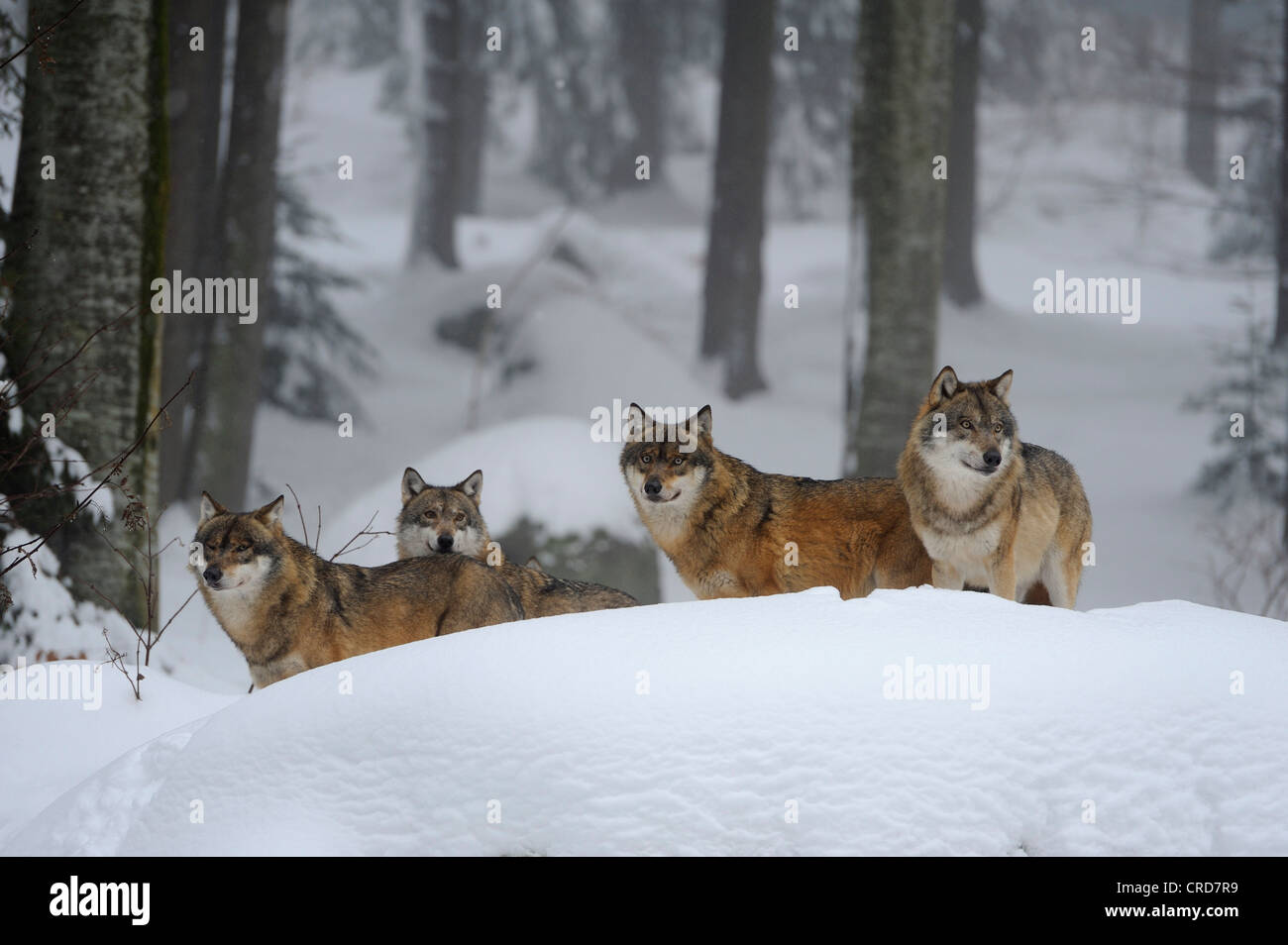 Loups dans la neige Banque D'Images