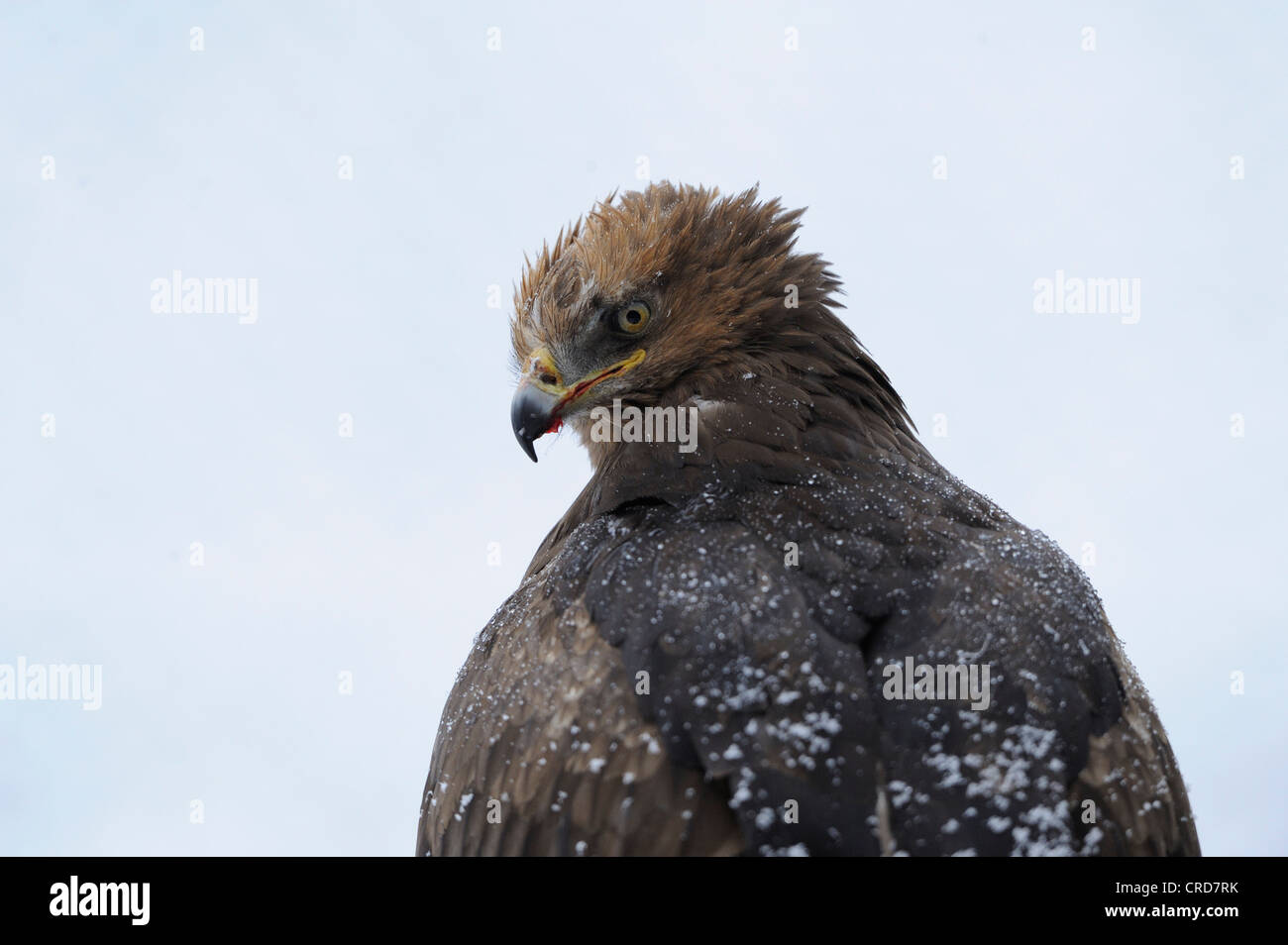 L'aigle pomarin (Aquila pomarina), portrait Banque D'Images