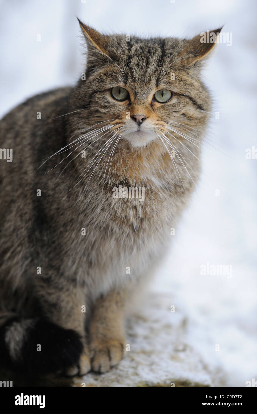 Chat Sauvage Européen (Felis silvestris silvestris) dans la neige, portrait Banque D'Images