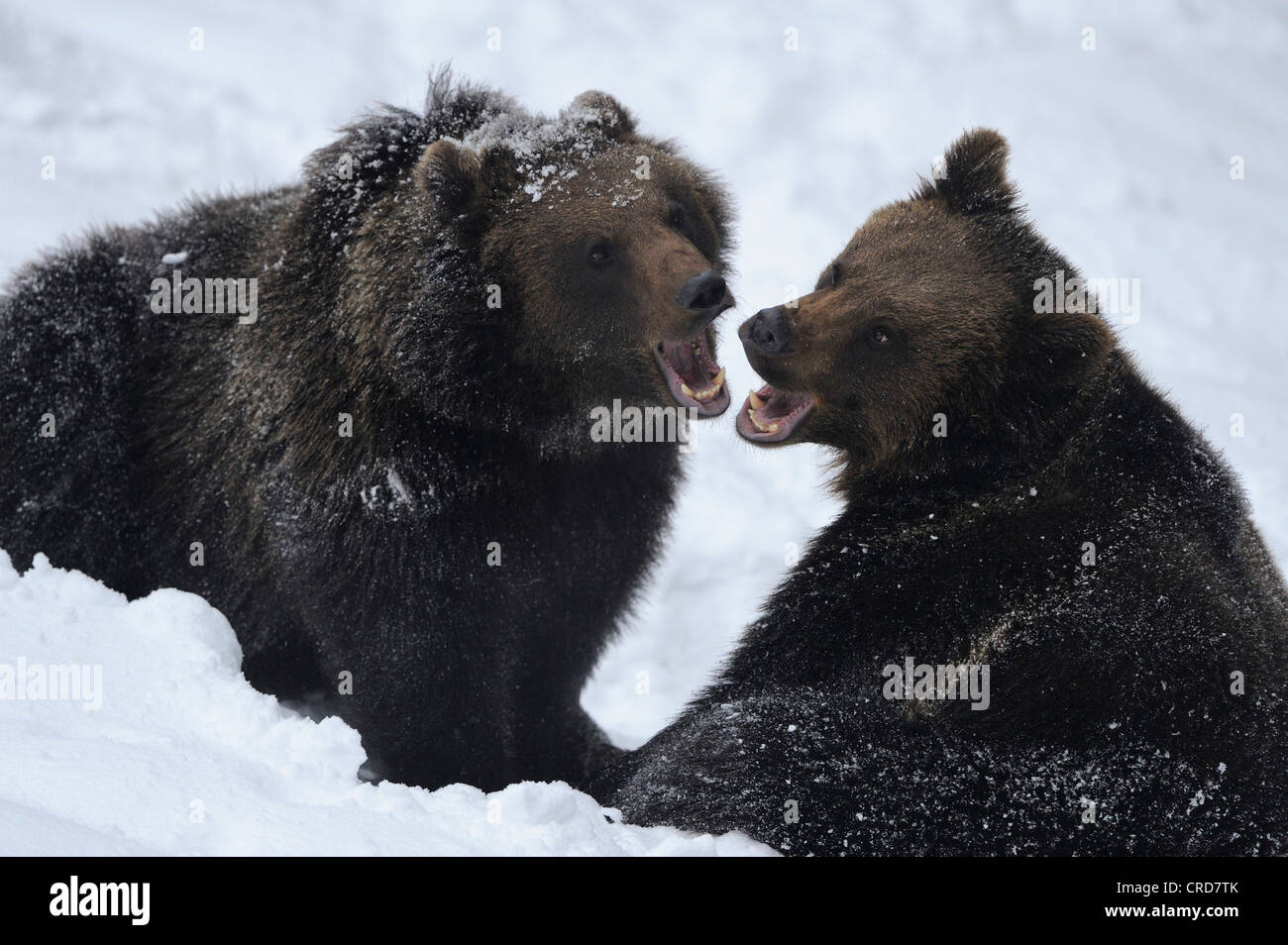 Deux ours bruns d'Europe (Ursus arctos arctos) dans la neige Banque D'Images