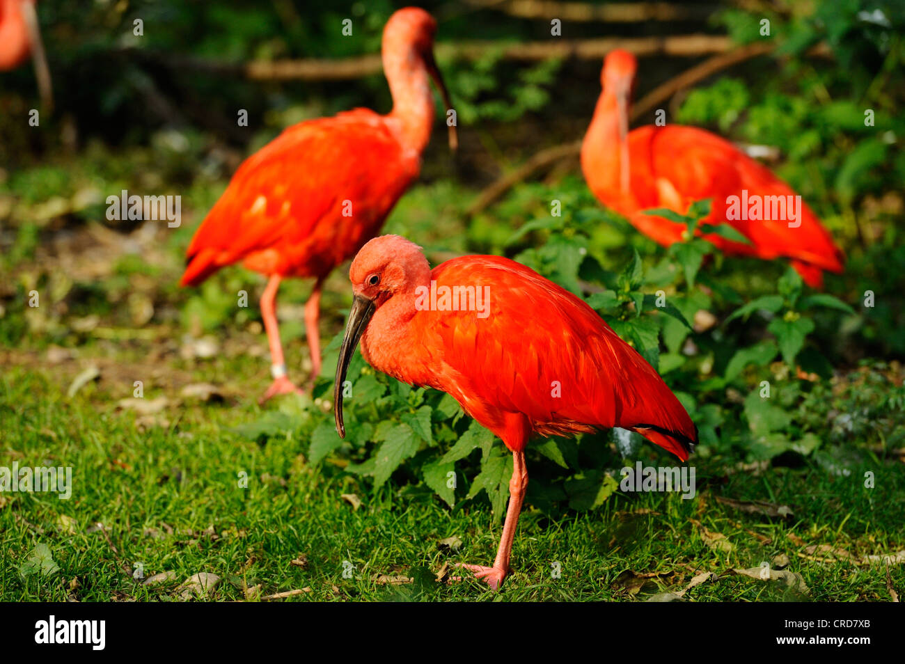 Ibis rouge (Eudocimus ruber) Banque D'Images