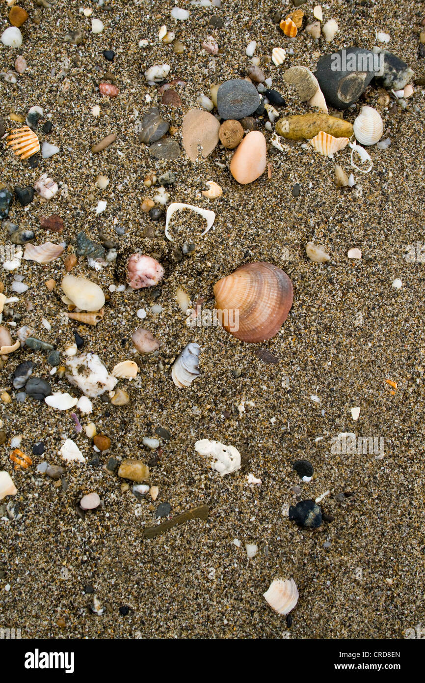 plage de coquille de mer Banque D'Images