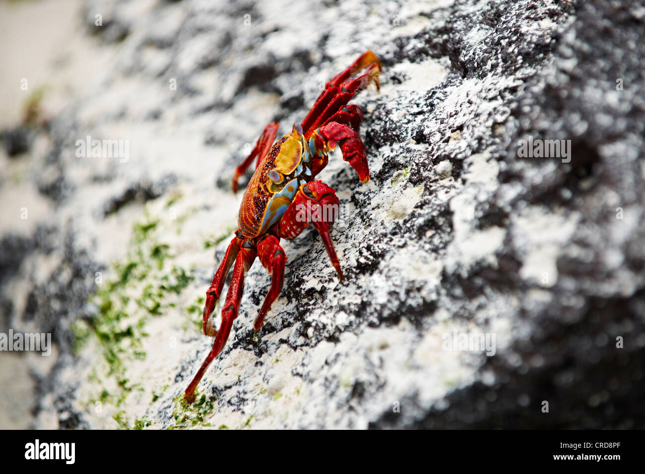 Le red rock crab (Grapsus grapsus), Santa Cruz, Galapagos Islands Banque D'Images