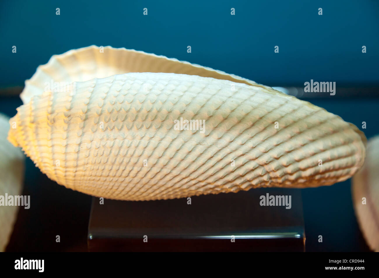 Close-up d'un mollusque marin shell Banque D'Images