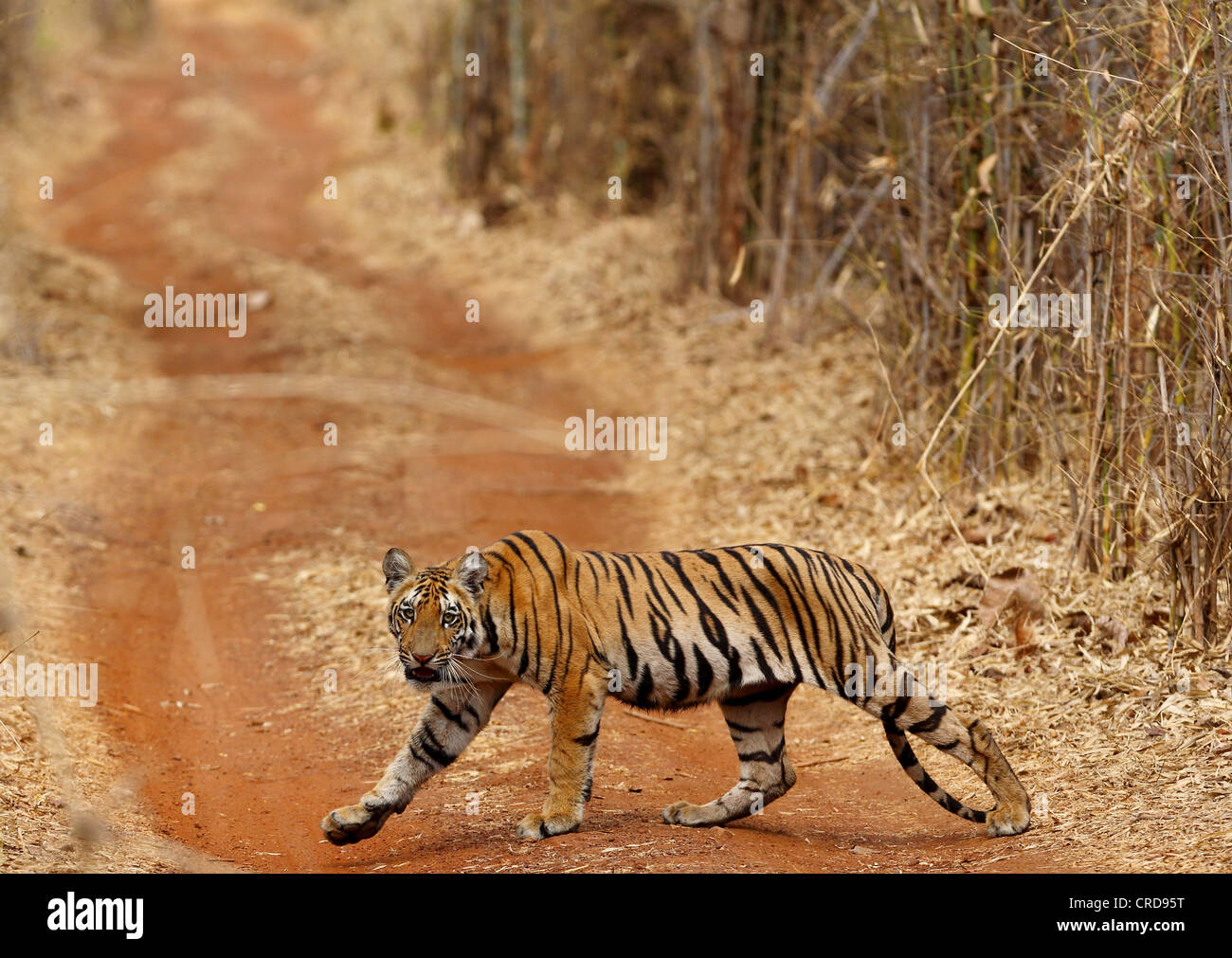 Jeune tigre du Bengale traverse furtivement le chemin de terre tout en regardant la caméra. Banque D'Images