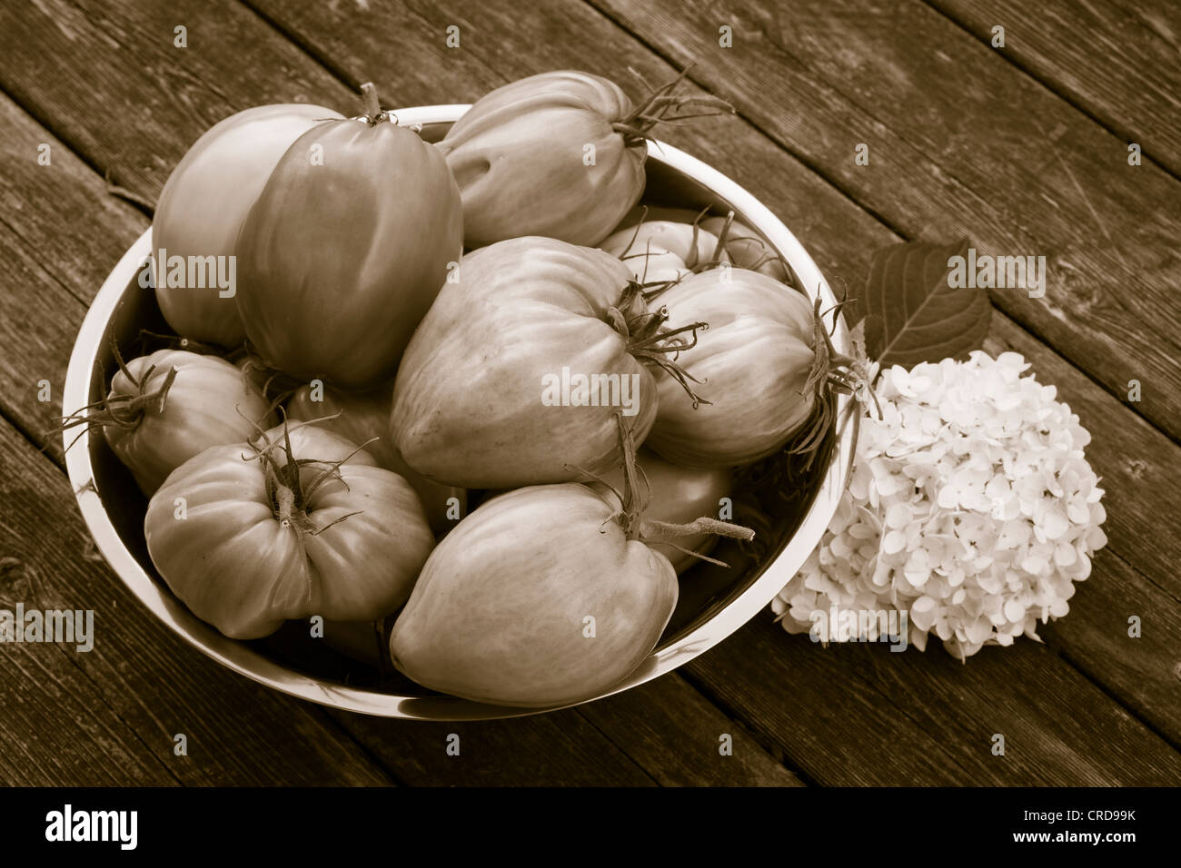 Un bol de tomates Oxheart Monochrome. Un bol de grosses tomates de divers tons, une fleur rosette23. Banque D'Images