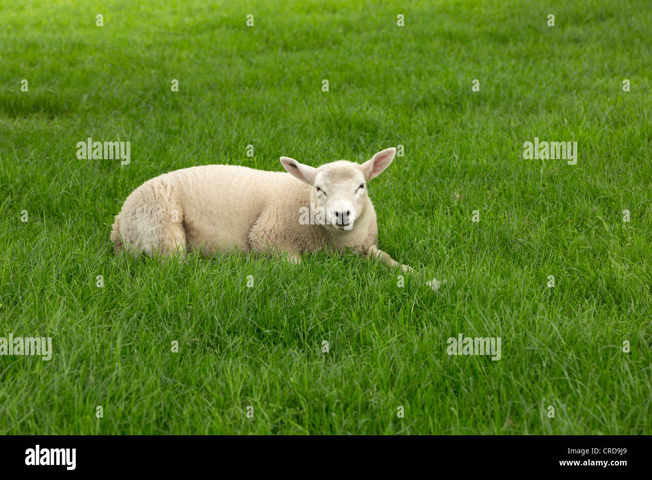 L'agneau se reposant dans l'herbe à l'abbaye de Jervaulx, Yorkshire du Nord Banque D'Images
