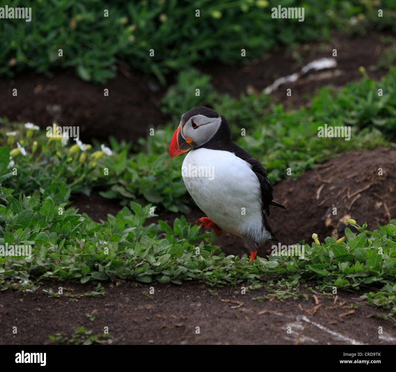 Macareux moine, Fratercula arctica, à l'extérieur de terriers dans la colonie de reproduction sur les îles Farne, Northumberland Banque D'Images