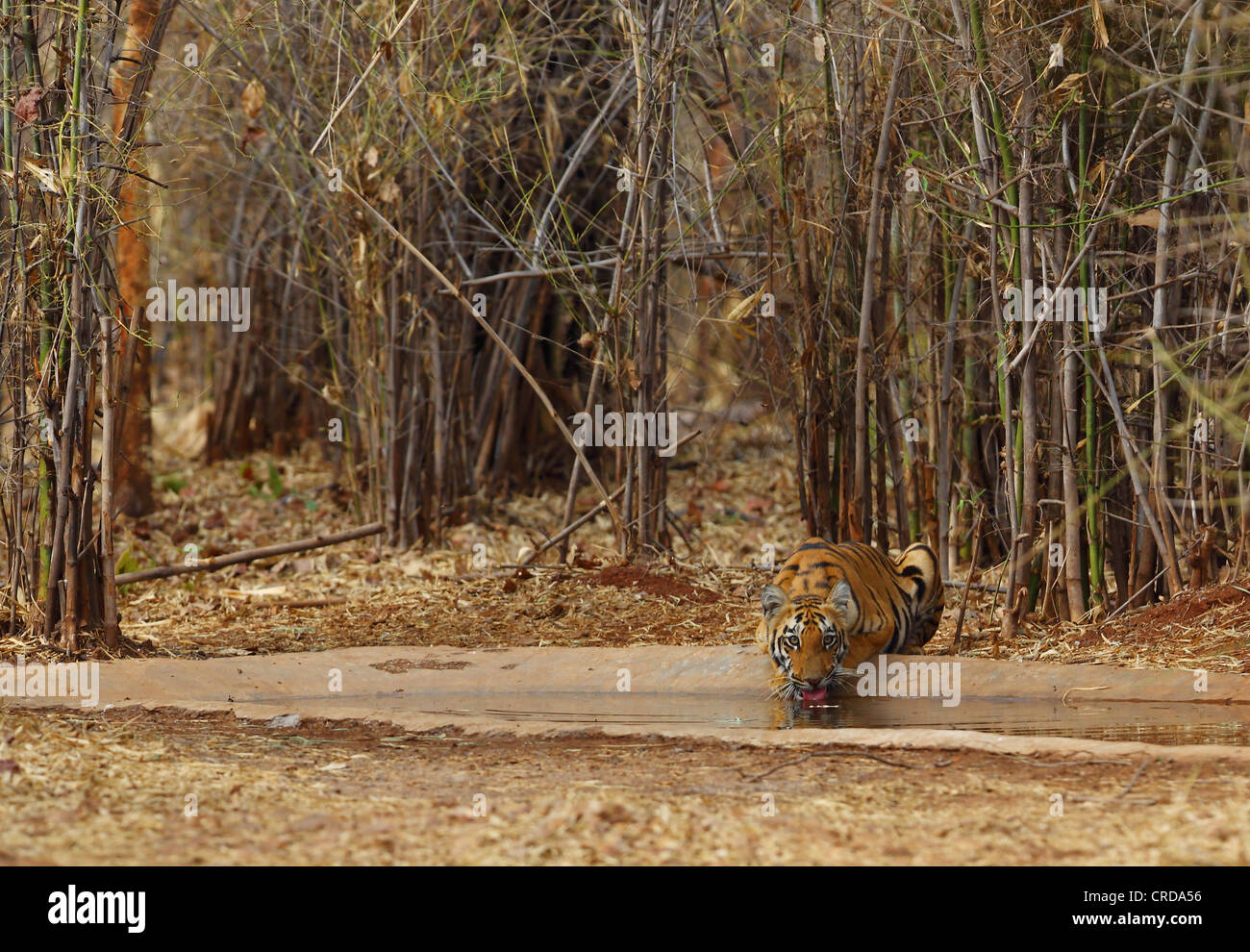 Jeune homme tiger en sirotant de l'eau à un étang à Tadoba Réserver, Inde Banque D'Images