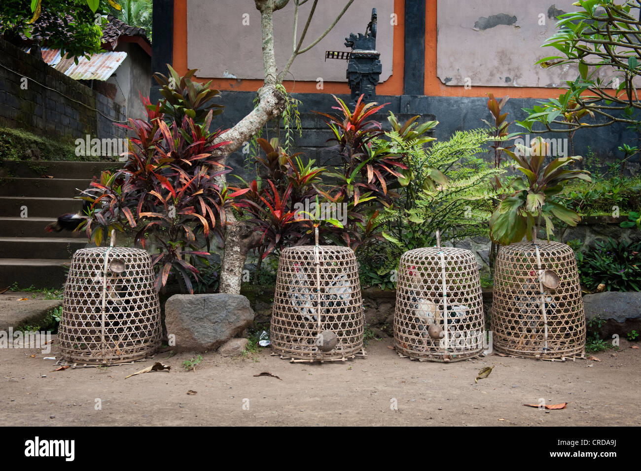 Sur la rue principale de Tenganan, un village de Bali, vous trouverez  beaucoup de poules pondeuses en cage en attente dans les paniers pour leur  prochaine lutte coq Photo Stock - Alamy