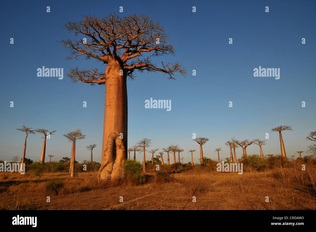 Baobab africain (baobab), baobab-forêt près de Morondava sur la côte ouest de Madagascar, Afrique Banque D'Images