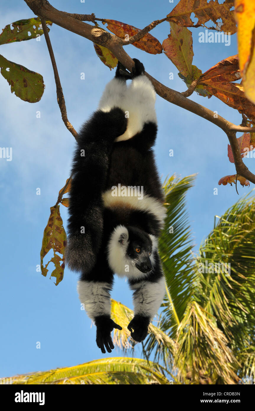 Noir et blanc de la gélinotte lemur (Le Varecia variegata) dans les forêts tropicales de l'Est de Madagascar, Afrique, Océan Indien Banque D'Images