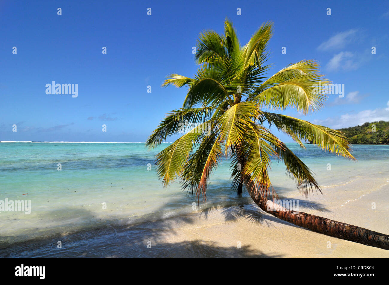 Palmier sur une plage isolée sur la côte est de Madagascar, Afrique, Océan Indien Banque D'Images