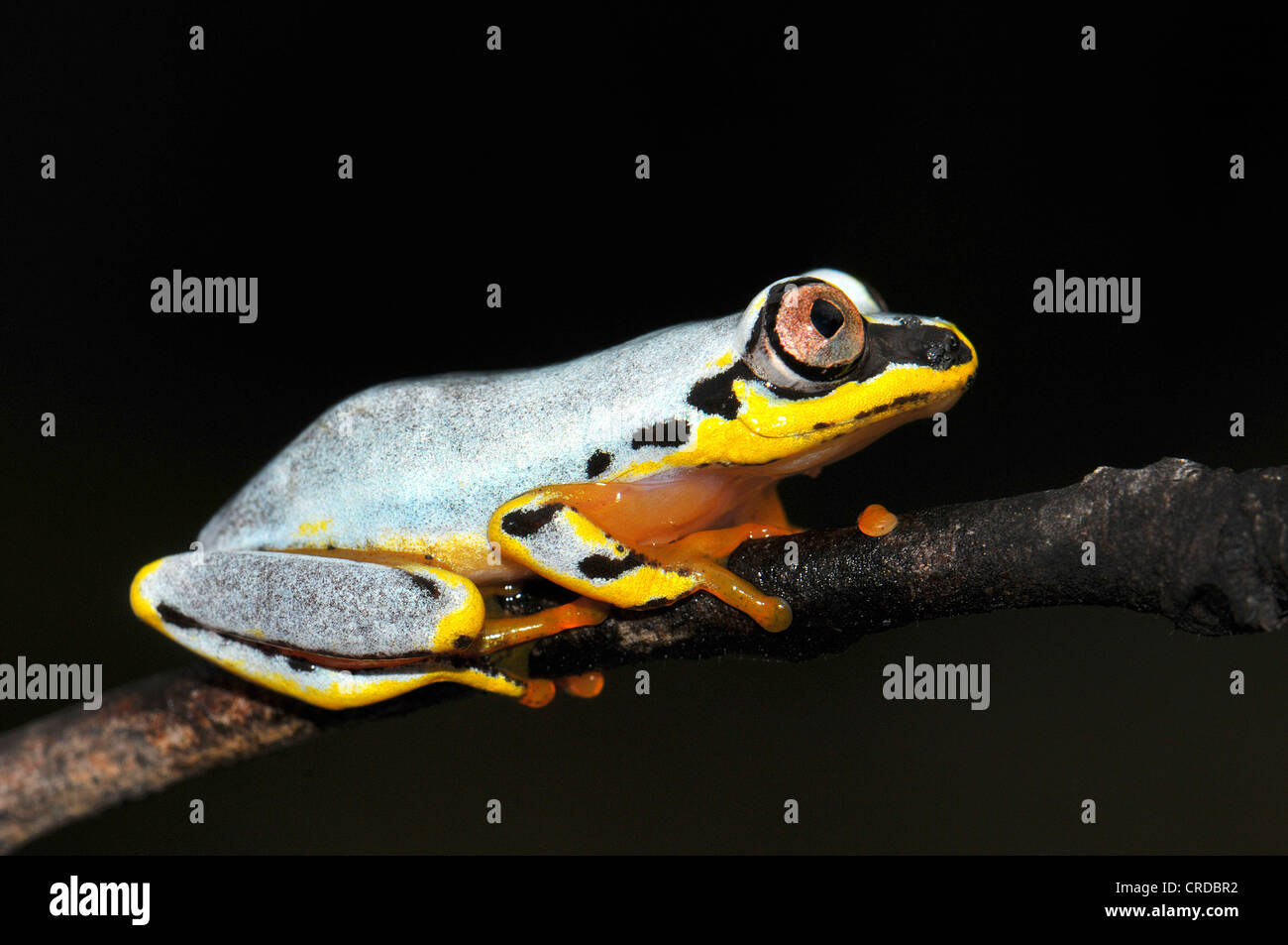 Reed grenouille (Heterixalus sp.) dans les bois à l'Est de Madagascar, Afrique, Océan Indien Banque D'Images