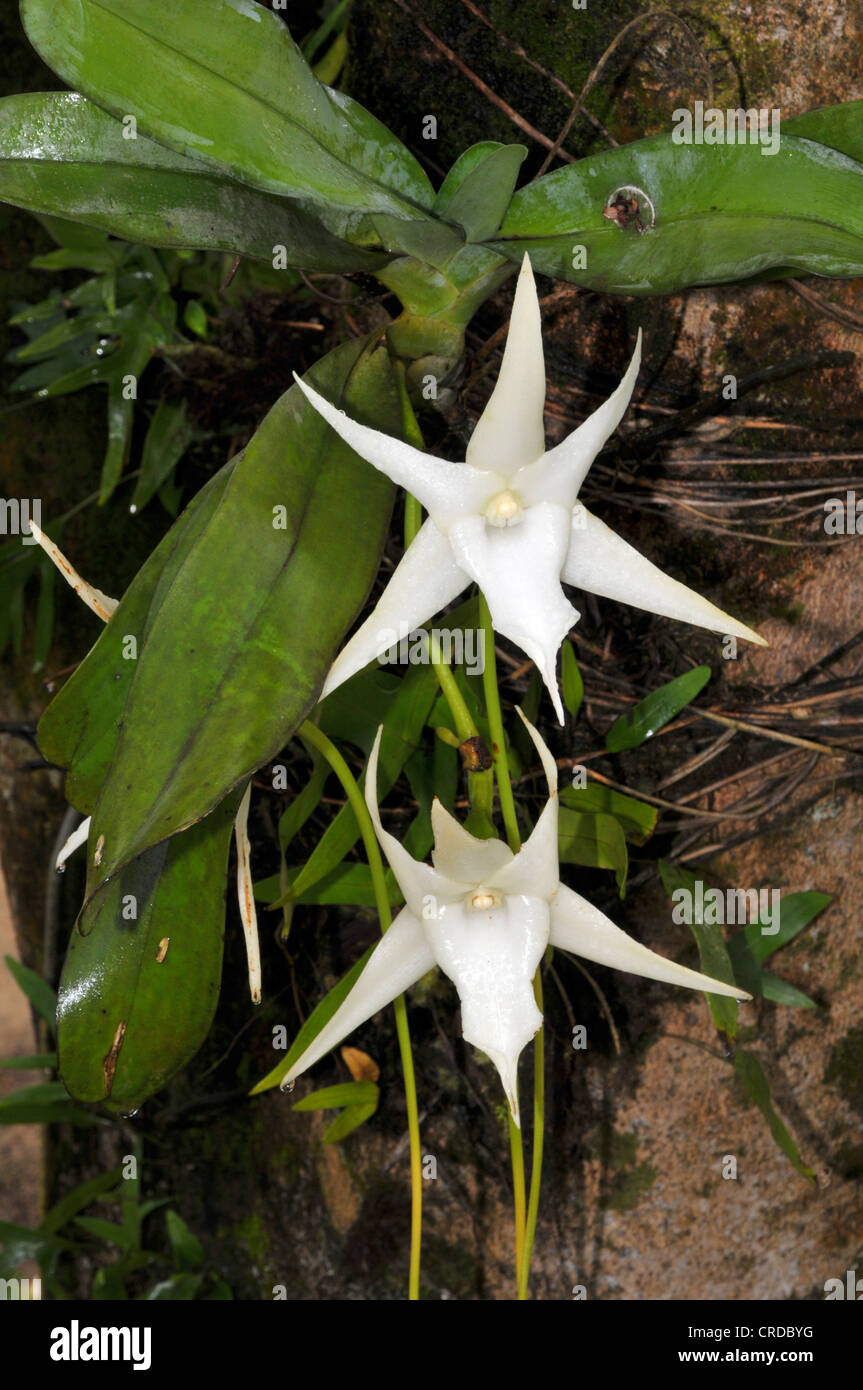 Darwin's orchid, orchidée de Noël, étoile de Bethléem orchid ou roi des Angraecums (Angraecum sesquipedale), à l'orchidée Banque D'Images