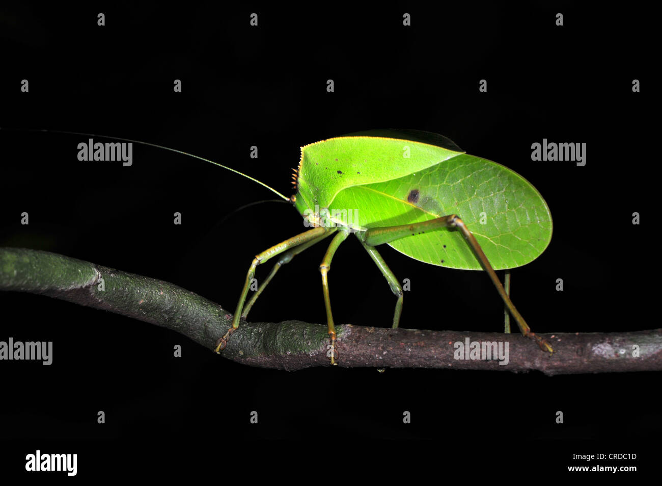 Insecte indéterminé dans la forêt tropicale dans le nord de Madagascar, Afrique, Océan Indien Banque D'Images
