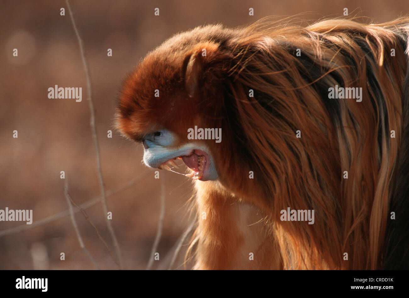 Snub-nosed chinois, singe singe singe doré, neige, golden snub-nosed langur, Sichuan snub-nosed (Pygathrix Rhinopithecus roxellanae roxellanae), mâle, Banque D'Images