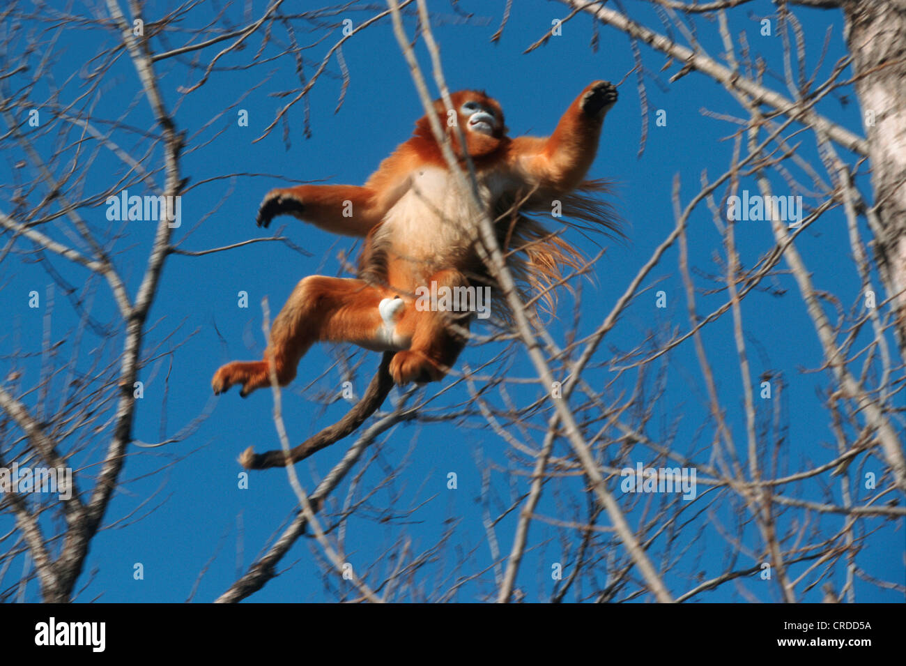 Snub-nosed chinois, singe singe singe doré, neige, golden snub-nosed langur, Sichuan snub-nosed (Pygathrix Rhinopithecus roxellanae roxellanae,), sauter Banque D'Images