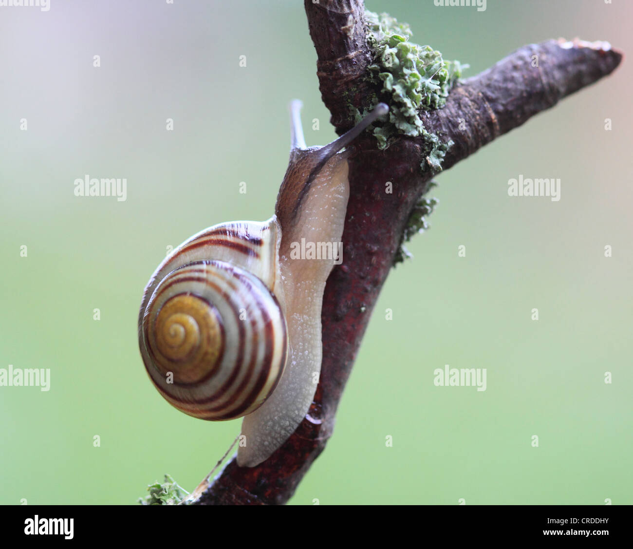 Escargot sauvage, Worcestershire, Angleterre, Europe Banque D'Images