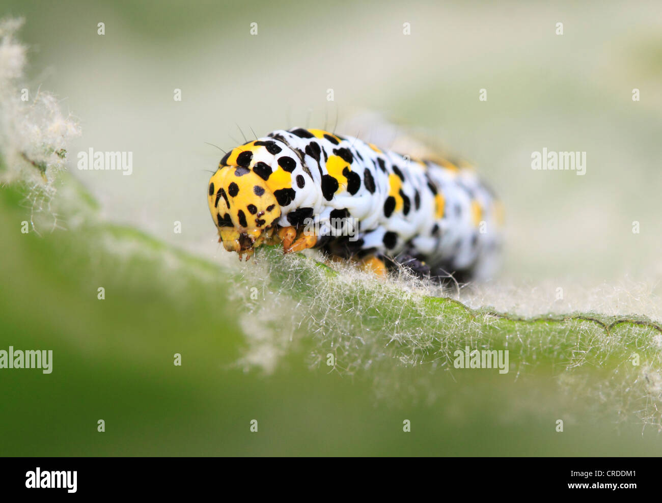 Les larves de la molène (Cucillia verbasci) se nourrissent d'une usine de Molène Feuille, Worcestershire, Angleterre, Europe Banque D'Images