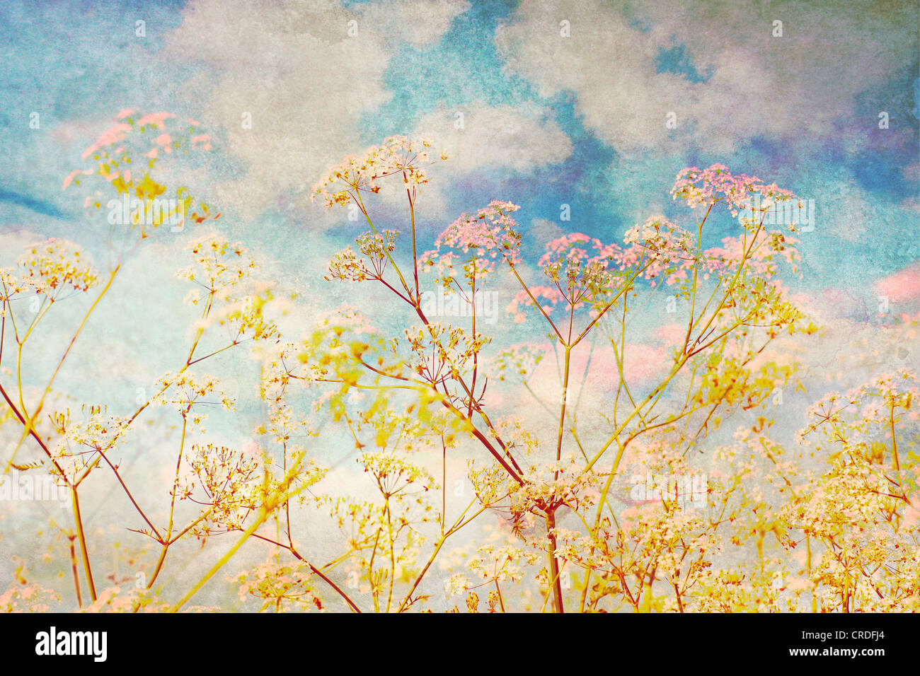 Fleurs blanc et bleu ciel, artistiques grunge background Banque D'Images