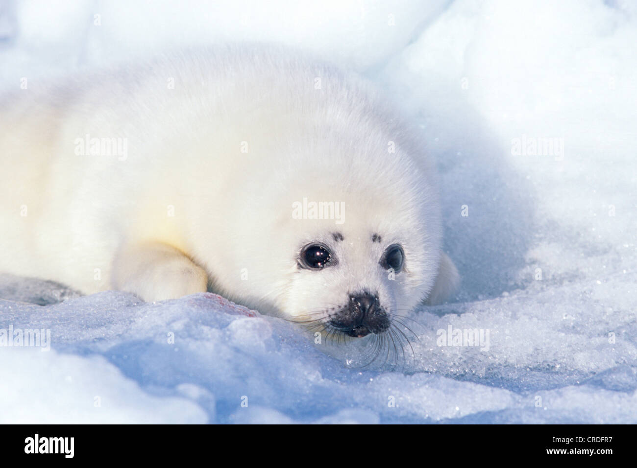 Phoque du Groenland (Phoca groenlandica, Pagophilus groenlandicus), pup, Canada, Québec, Iles-de-la-Madeleine Banque D'Images