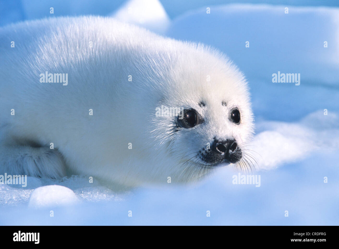 Phoque du Groenland (Phoca groenlandica, Pagophilus groenlandicus), pup, Canada, Québec, Iles-de-la-Madeleine Banque D'Images