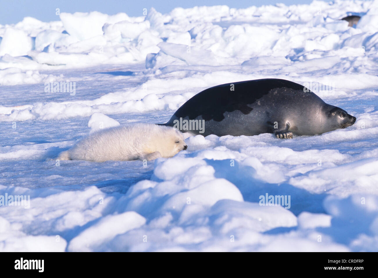 Phoque du Groenland (Phoca groenlandica, Pagophilus groenlandicus), pup avec mère, Canada, Québec, Iles-de-la-Madeleine Banque D'Images