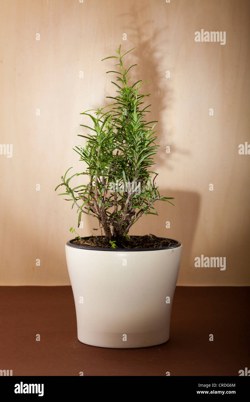 De plus en plus dans un pot de romarin Banque D'Images