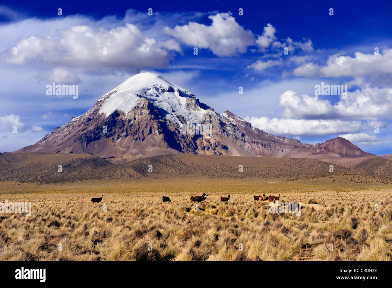 Sajama, le plus haut sommet de la Bolivie avec plateau, le parc national de Sajama, La Paz, Bolivie, Amérique du Sud Banque D'Images