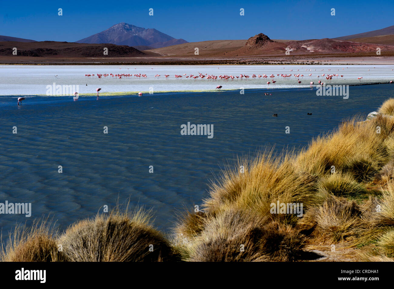 Blue Lagoon avec des flamants roses (Phoenicoptériformes, Phoenicopteridae), Uyuni, Bolivie, Amérique du Sud Banque D'Images