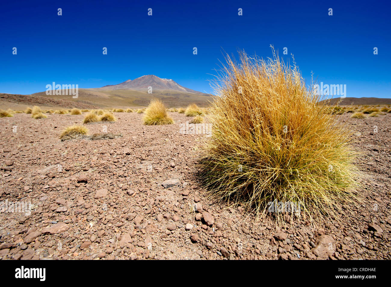 L'herbe plumes péruvienne (Stipa ichu) en face d'un volcan, Uyuni, Bolivie, Amérique du Sud Banque D'Images