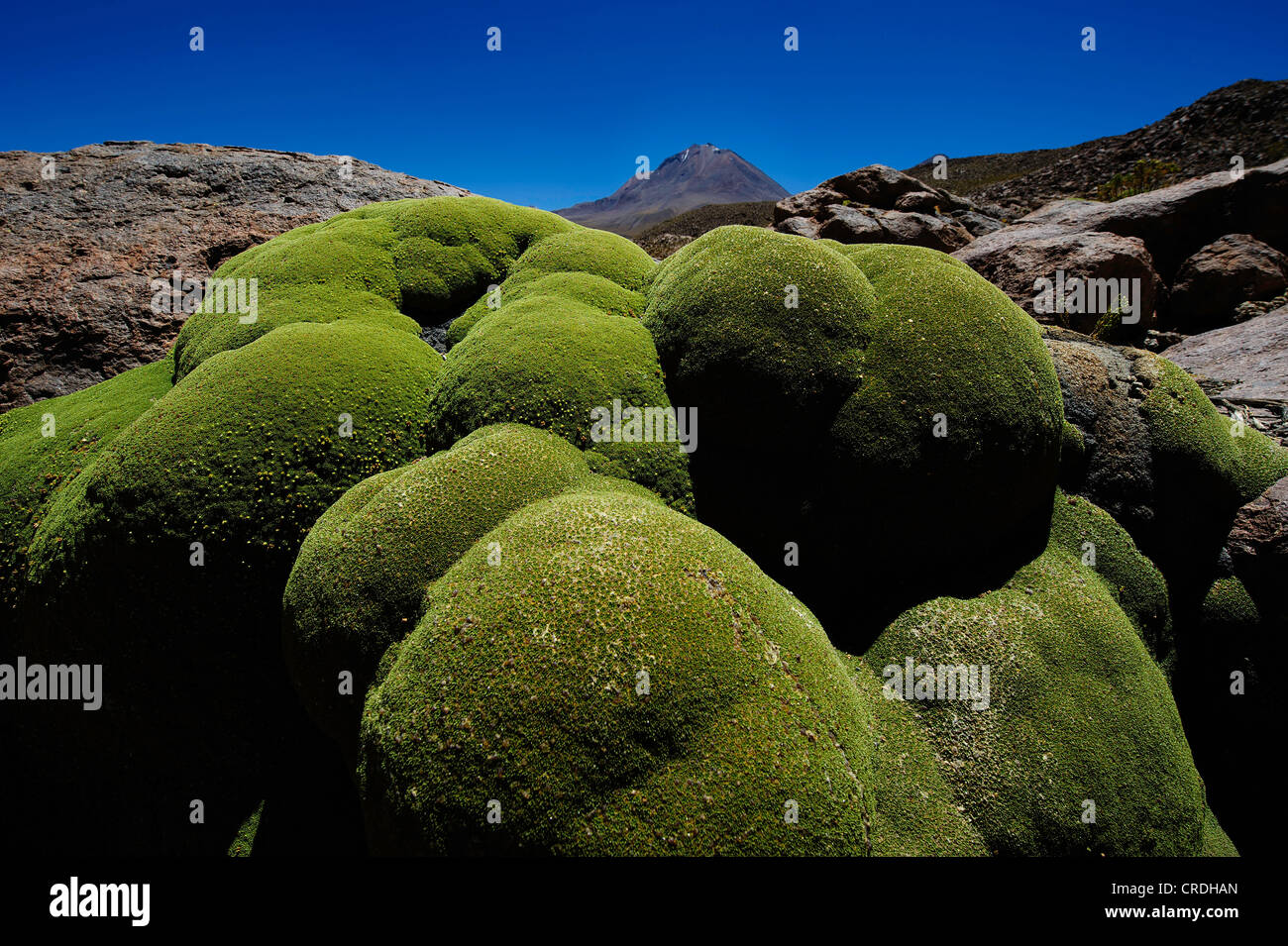 Yareta ou Llareta (Azorella compacta), coussin avec volcan, Uyuni, Bolivie, Amérique du Sud Banque D'Images