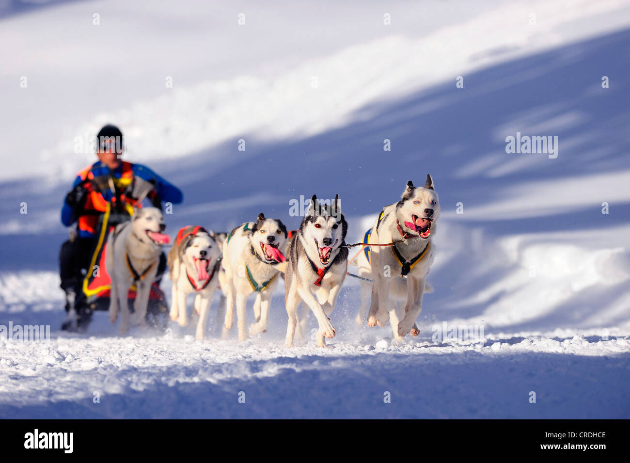 L'équipe de chiens de traîneau sur la neige, au 93, Allgaeu, Bavaria, Germany, Europe Banque D'Images