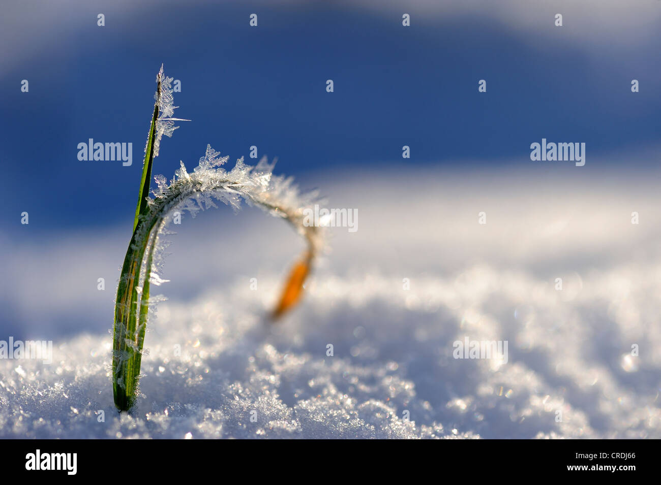 Brin d'herbe avec cristaux de neige Banque D'Images