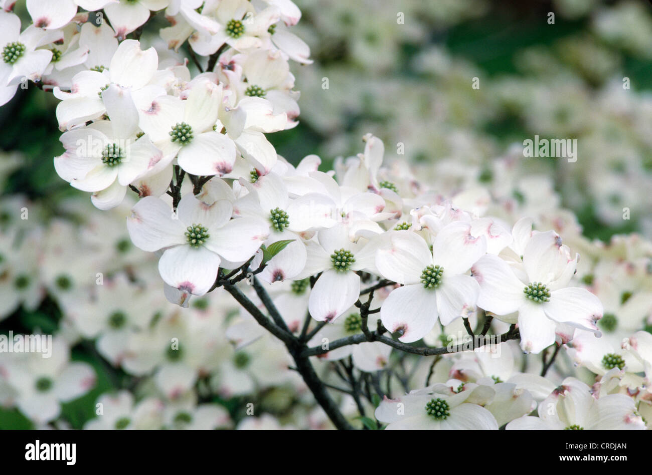 Cornouiller à fleurs (Cornus florida) / NEW YORK Banque D'Images