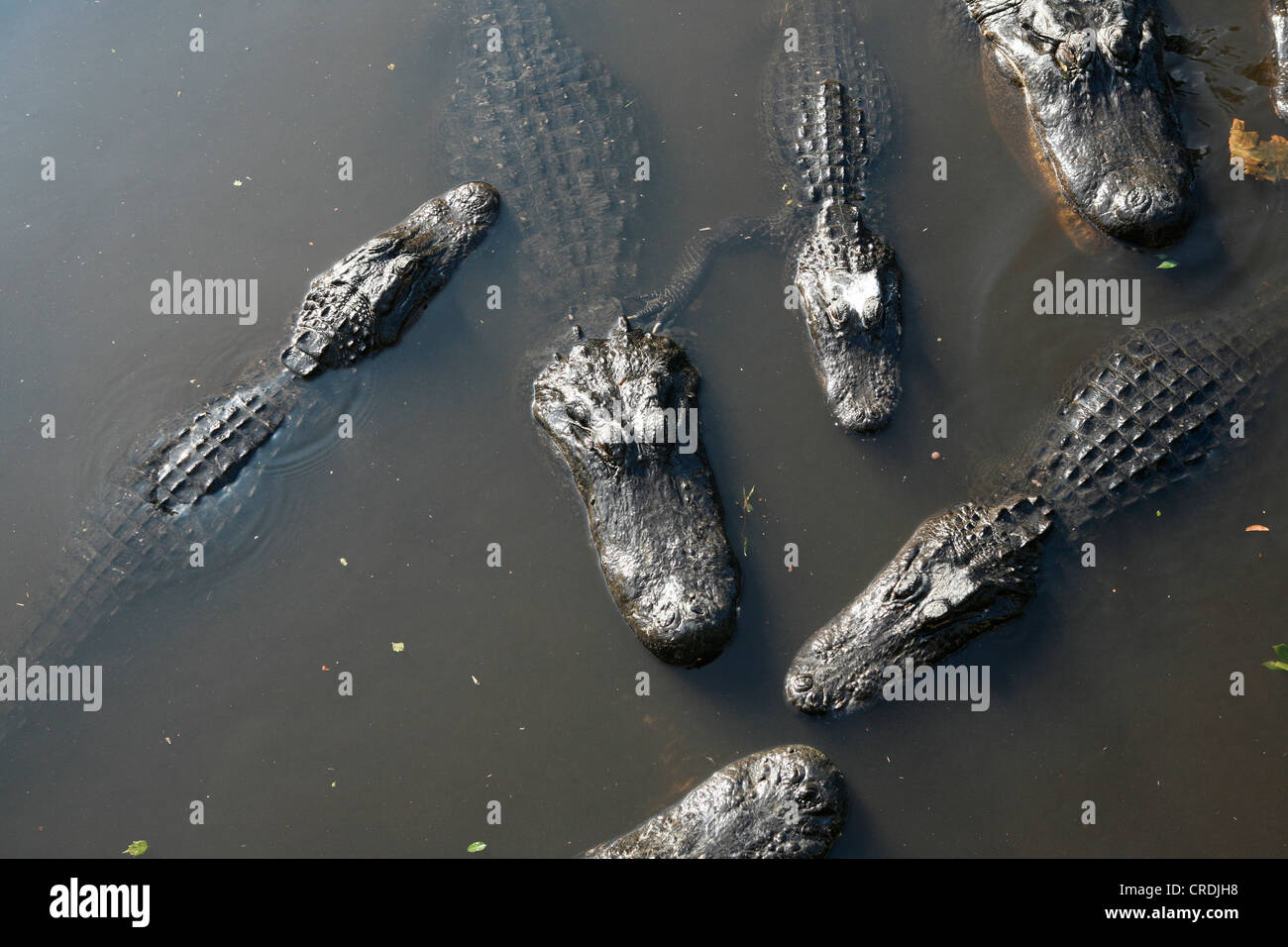 Alligators en Floride, USA, Amérique Latine Banque D'Images