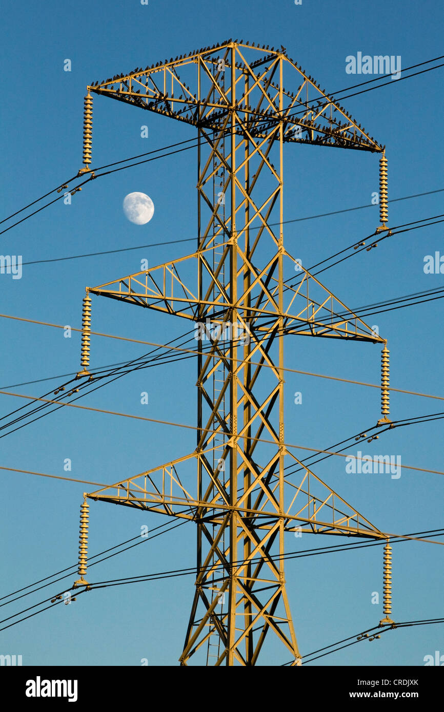 Pylône électrique haute tension avec des oiseaux et de la lune, American Canyon, Californie, USA Banque D'Images