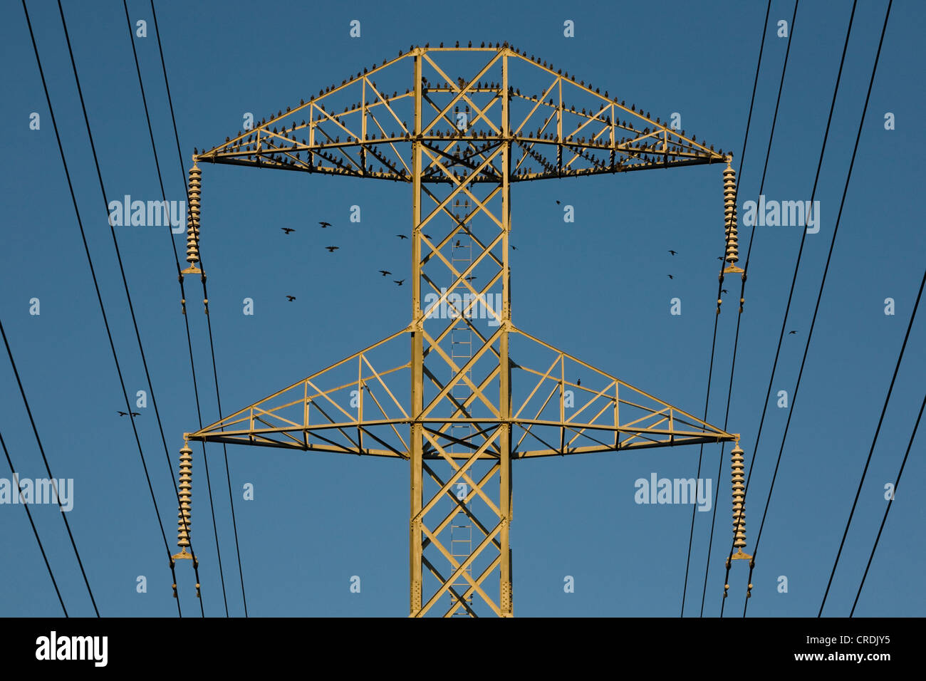 Pylône électrique haute tension avec des oiseaux, American Canyon, Californie, USA Banque D'Images