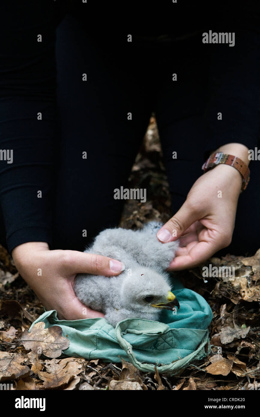 Trois semaine Buzzard (Buteo buteo) dans les mains d'un assistant après la descente de l'arbre d'être entourée, Berlin Banque D'Images