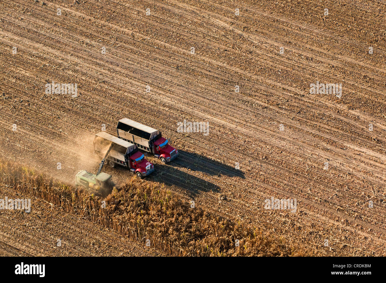 Vue aérienne, paysage agricole dans la vallée centrale, machines de récolte la récolte du maïs, Fresno, California, USA Banque D'Images